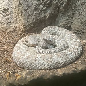 Santa Catalina Island Rattlesnake