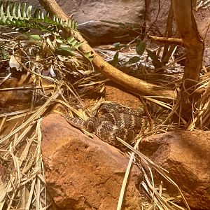 Rough-scaled Death Adder