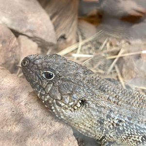 Cunningham’s Skink