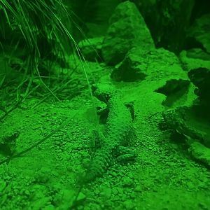 Banded Knob-tailed Gecko