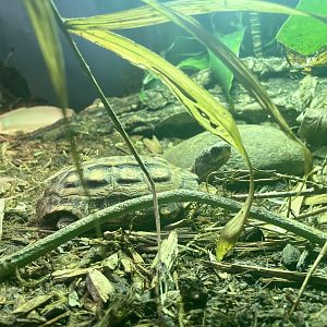 Flat-tailed Tortoise