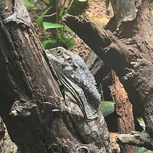 Frilled Lizard