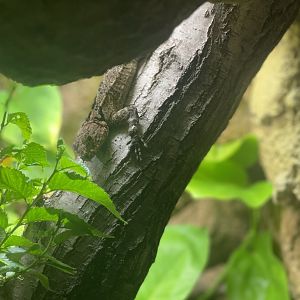 Collared Tree Lizard