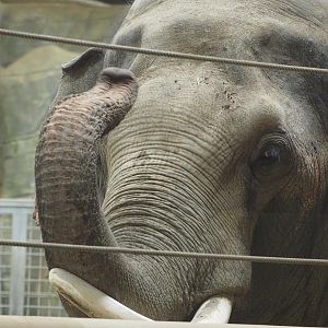 Asian elephant "Hank"