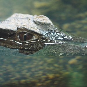 Smooth-fronted caiman