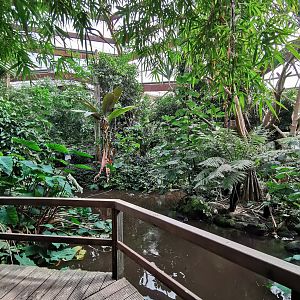 Jungle Trail - Large pond with dock
