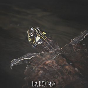 Yellow blotched map turtle