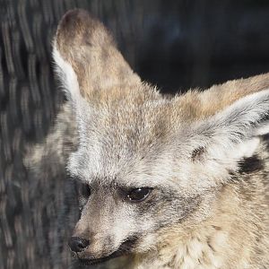 Bat-eared fox