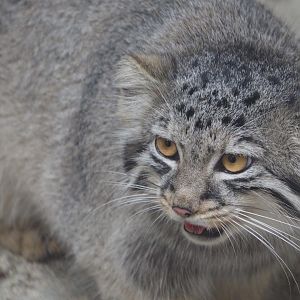 Pallas cat kitten