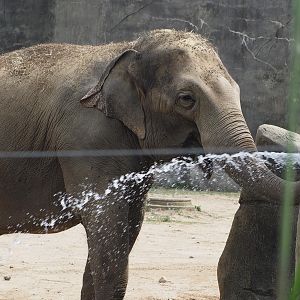 Asian elephant