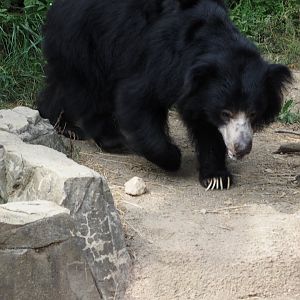 Sloth bear