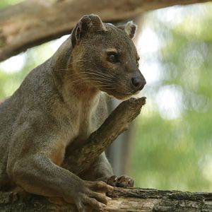 Fossa (Cryptoprocta ferox)