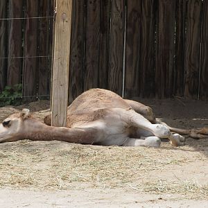 Dromedary camel