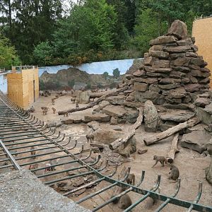 Enclosure of hamadryas baboons