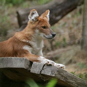 Kiangsi Dhole (Cuon alpinus lepturus), asian wild dog