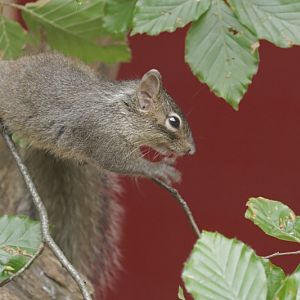 Père David's rock squirrel (Sciurotamias davidianus)