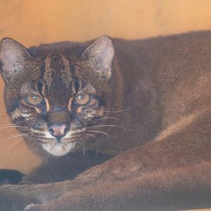 Asian golden cat - Catopuma temminckii - Baby Zoo