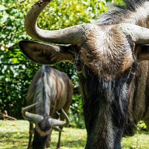 Blue Wildebeest - Connochaetes taurinus - Safari Journey