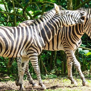 Chapman's Zebra - Equus quagga chapmani - Safari Journey