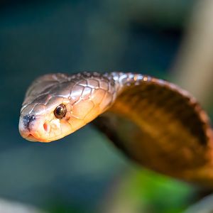 Cobra - Naja sputatrix - Reptile & Nocturnal Tunnel