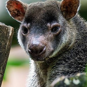 Grizzled Tree Kangaroo - Dendrolagus inustus - Papua Exhibit