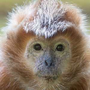 Javan Lutung (East Javan Leaf Monkey) - Trachypithecus auratus - Primate Centre