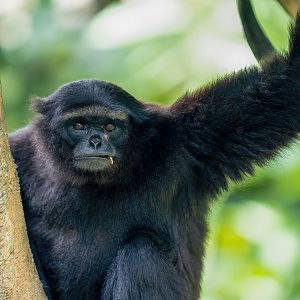 Kloss's gibbon - Hylobates klossii - Primate Centre