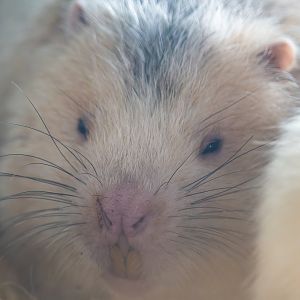 Large Bamboo Rat Rhizomys sumatrensis - Panda Palace - photo 2