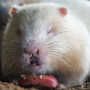 Large Bamboo Rat Rhizomys sumatrensis - Panda Palace