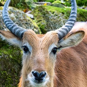 Lechwe - Kobus leche - Safari Journey