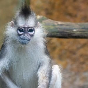 Mitred Sumatran Leaf Money - Presbytis melalophos - Primate Centre - Photo 2