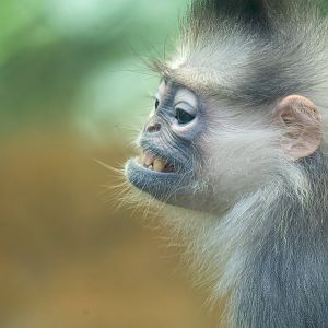 Mitred Sumatran Leaf Money - Presbytis melalophos - Primate Centre
