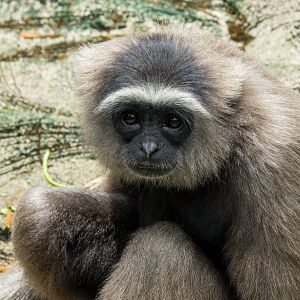 Müllers gibbon - Hylobates muelleri - Primate Centre