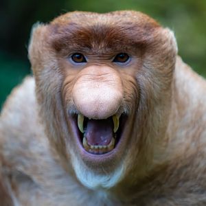 Proboscis Monkey - Nasalis larvatus - Kalimantan House