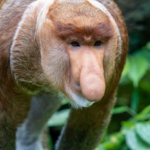 Proboscis Monkey - Nasalis larvatus - Kalimantan House
