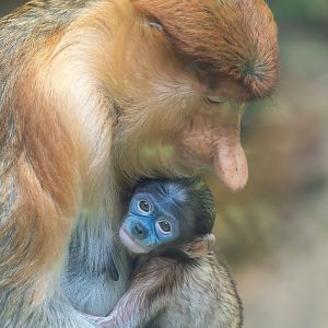 Proboscis Monkey - Nasalis larvatus - Primate Centre
