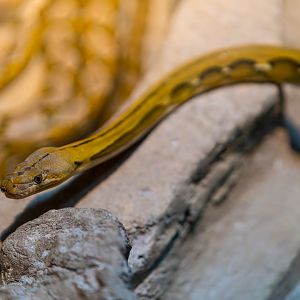 Reticulated Python - Colour Morph - Malayopython reticulatus - Reptile & Nocturnal Tunnel