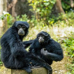 Siamang - Symphalangus syndactylus - Safari Journey