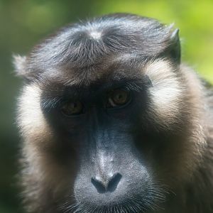 Siberut Macaque - Macaca siberu - Primate Centre