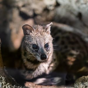 Small Indian Civet - Viverricula indica - Reptile & Nocturnal Tunnel