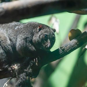 Sulawesi Dwarf Cuscus  - Strigocuscus celebensis - Reptile & Nocturnal Tunnel