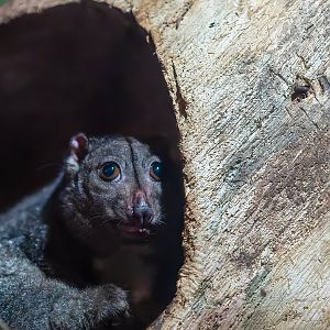 Sulawesi Dwarf Cuscus - Strigocuscus celebensis - Reptile & Nocturnal Tunnel