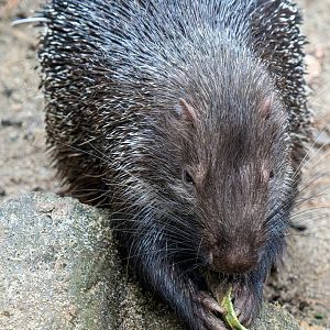 Sunda porcupine - Hystrix javanica