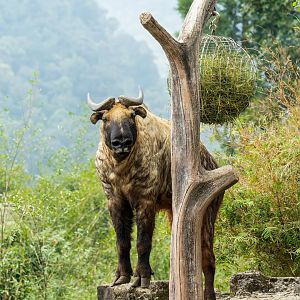 Takin - Budorcas taxicolor - Panda Palace
