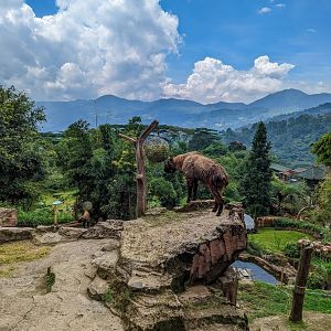 Takin Exhibit - Budorcas taxicolor - Panda Palace