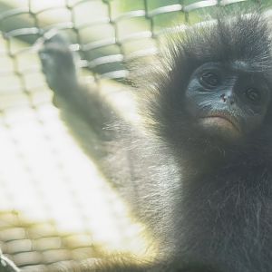 Javan Surilli - Presbytis comata - Primate Centre