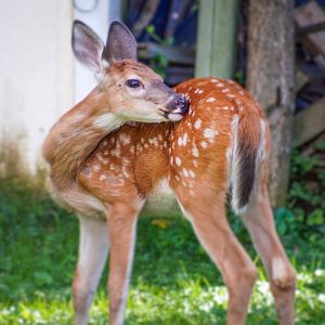 Sep. 2022 - White-tailed Deer (backyard)