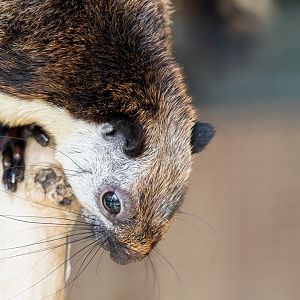 Black Giant Squirrel - Ratufa bicolor