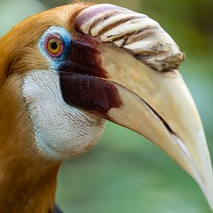 Blyth's Hornbill - Rhyticeros plicatus