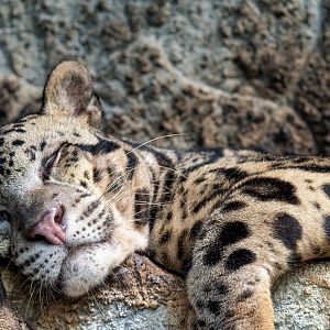 Bornean Clouded Leopard - Neofelis diardi borneensis
